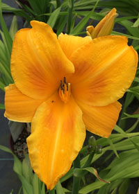 Hemerocallis  'Chicago Sunrise'